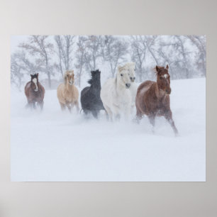 Poster Chevaux courant à travers la neige