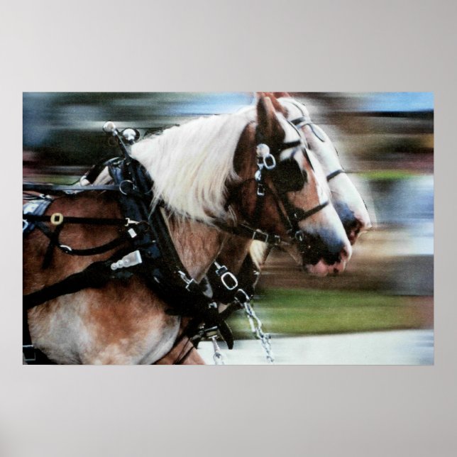 Poster Chevaux course cheval traîneau à cheval photo (Devant)