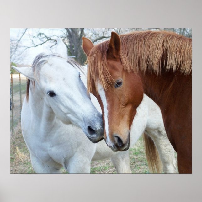 Poster Chevaux d'amour (Devant)