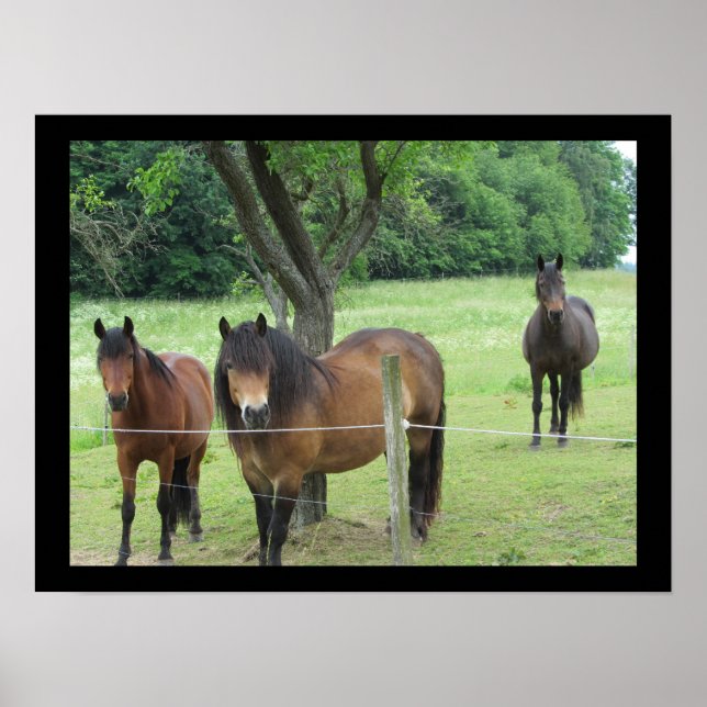 Poster Chevaux dans le pâturage (Devant)