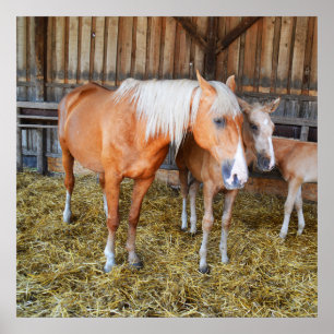 Poster Chevaux dans une écurie