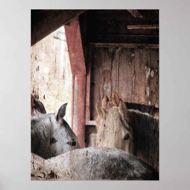 Poster Chevaux dans une grange lors d'un jour pluvieux (Devant)