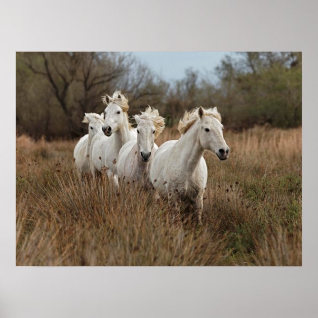 Poster Chevaux de Camargue courant (Devant)
