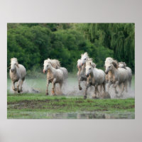 Chevaux de Camargue courant dans l'eau
