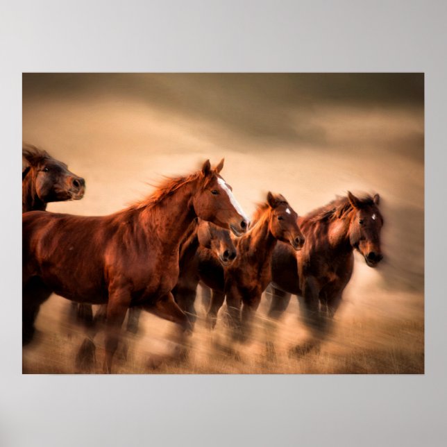 Poster Chevaux de course (Devant)