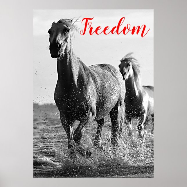 Poster Chevaux de course blanc noir de liberté (Devant)