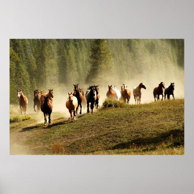 Poster Chevaux de course dans le ranch du Montana (Devant)