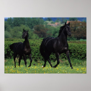 Poster Chevaux de Thoroughbred en champ de fleurs