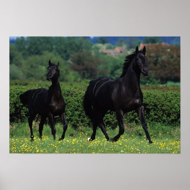 Poster Chevaux de Thoroughbred en champ de fleurs (Devant)