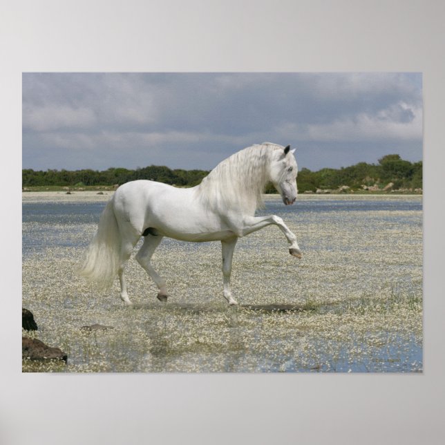 Poster Chevaux d'Imaginaire : Seigneur du lac (Devant)