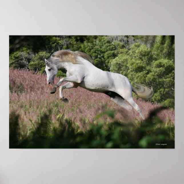 Poster Chevaux d'Imaginaire : Spring Gallop (Devant)