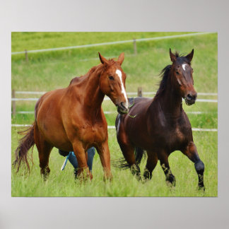 Poster Chevaux doubles