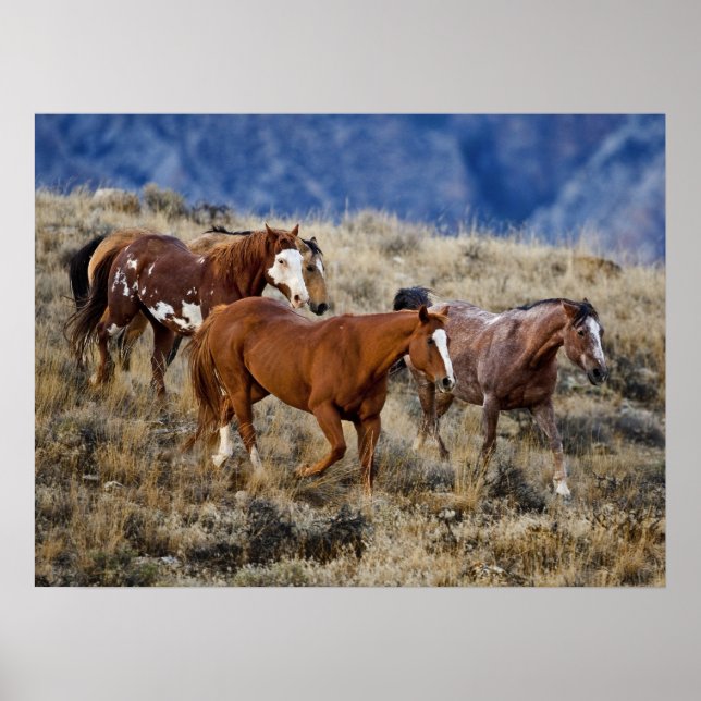 Poster Chevaux errant dans les collines (Devant)