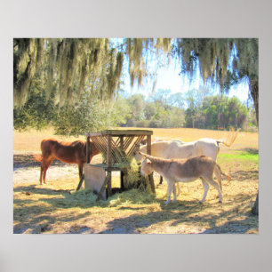 Poster Chevaux et âne - Sur l'affiche de la ferme