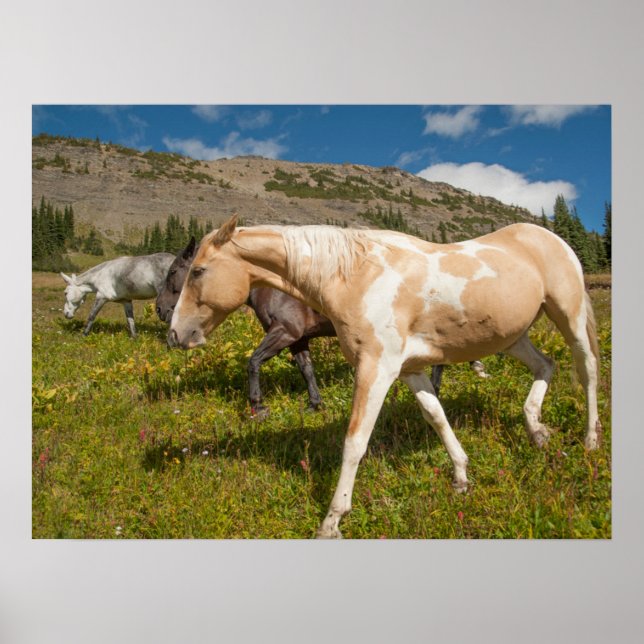 Poster Chevaux et mulets (Devant)