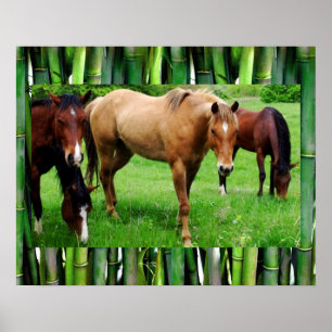 POSTER CHEVAUX HEUREUX