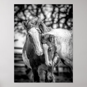 Poster Chevaux Imprimer/Poster