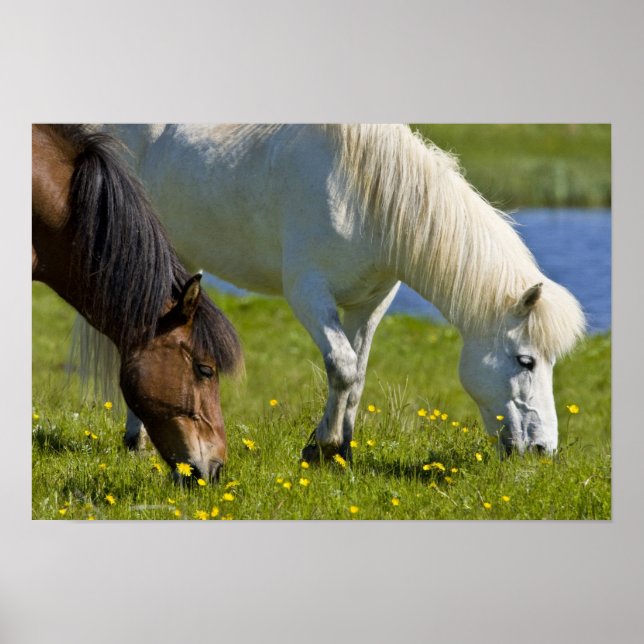 Poster Chevaux islandais dans l'ouest de l'Islande. (Devant)