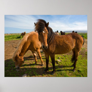 Poster Chevaux islandais paissent