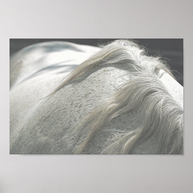 Poster CHEVAUX Mane Flea-Bitten Grey Mare Archivage (Devant)