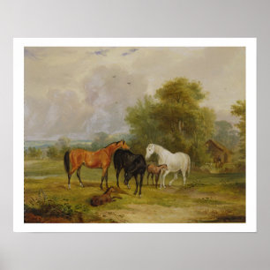 Poster Chevaux : Mares et poulains dans un champ (huile s