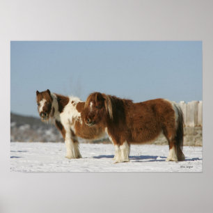 Poster Chevaux miniatures se tenant dans la neige