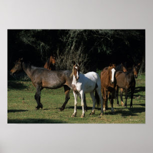 Poster Chevaux Mustang Sauvages 1