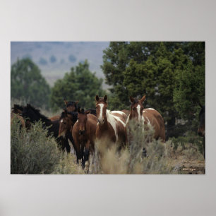 Poster Chevaux Mustang Sauvages 2