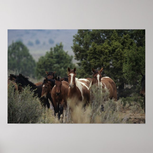 Poster Chevaux Mustang Sauvages 2 (Devant)