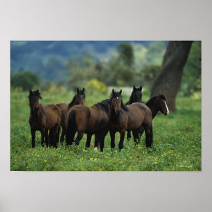 Poster Chevaux Mustang Sauvages 3