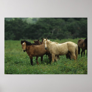 Poster Chevaux Mustang Sauvages 4