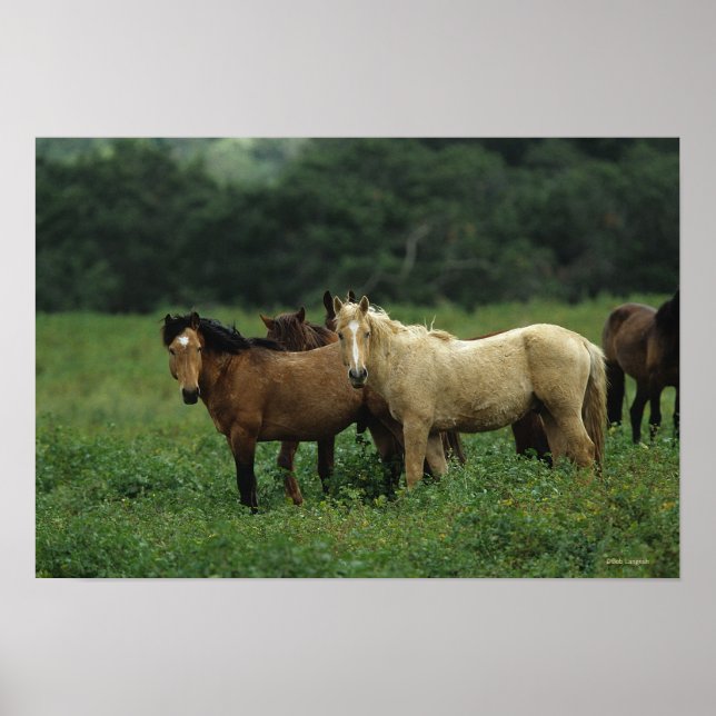 Poster Chevaux Mustang Sauvages 4 (Devant)