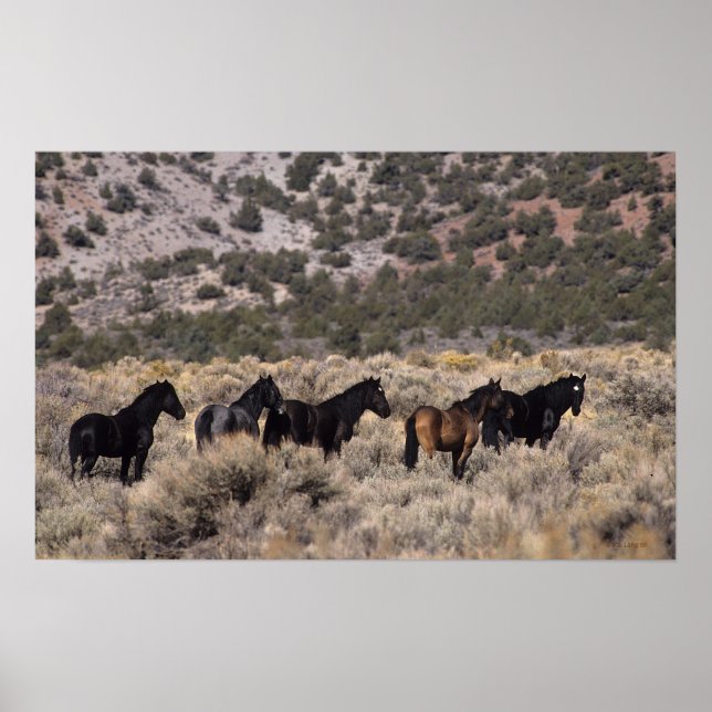 Poster Chevaux Mustang sauvages dans le désert 2 (Devant)