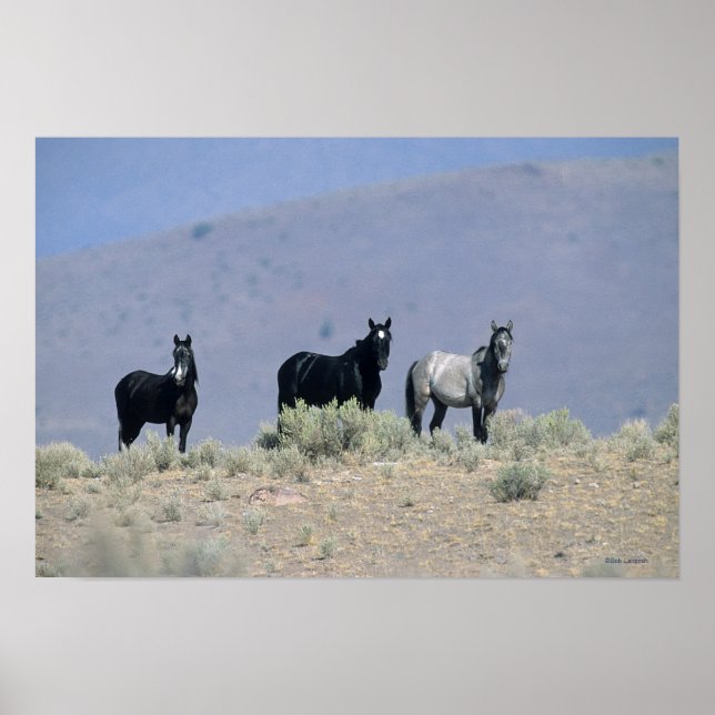 Poster Chevaux Mustang sauvages dans le désert 3 (Devant)