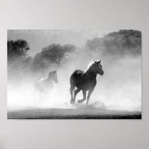 Poster Chevaux noir et blanc