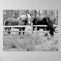 Chevaux noir et blanc — Art de la photographie num