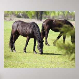 Poster chevaux pâturant sur une ferme à cheval