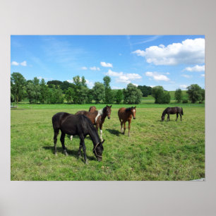 Poster Chevaux pâturés dans un pâturage vert