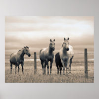 Chevaux Quarter Horse dans la Prairie Canadienne