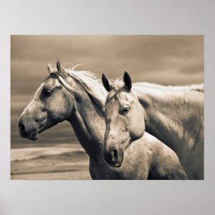 Poster Chevaux Quarter sur la prairie canadienne