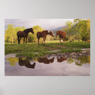 Poster Chevaux réfléchis dans un petit ruisseau, Cades Co