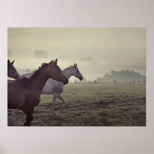 Poster Chevaux sauvages