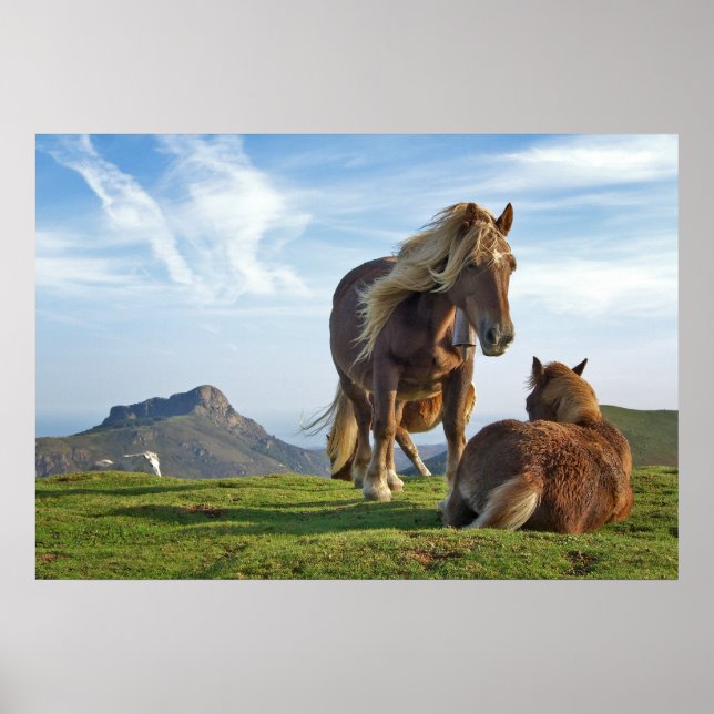 Poster Chevaux sauvages (Devant)