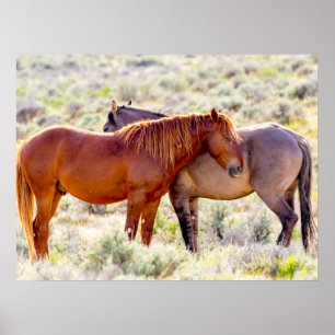 Poster Chevaux sauvages