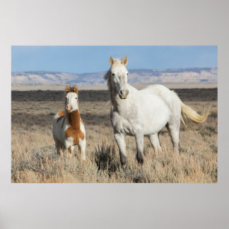 Poster Chevaux sauvages chez eux dans le bassin de Sandwa