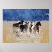 Chevaux sauvages courant