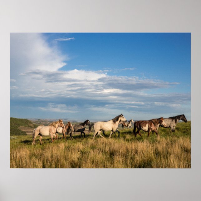 Poster Chevaux sauvages dans le parc national Theodore Ro (Devant)