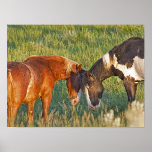 Poster Chevaux sauvages dans le parc national Theodore Ro