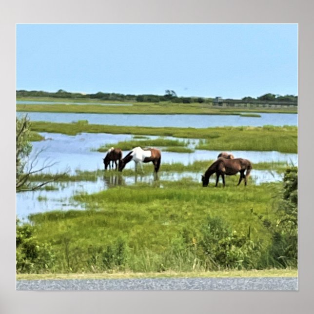 Poster Chevaux sauvages d'Assateague (Devant)