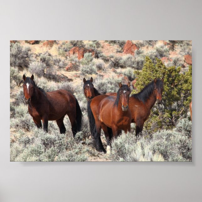 Poster Chevaux sauvages de la vallée de Palomino #6 (Devant)